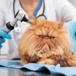 Pet Diagnosis